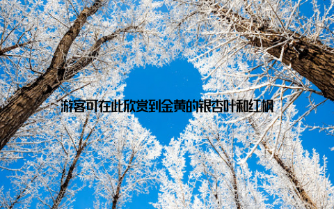 游客可在此欣赏到金黄的银杏叶和红枫